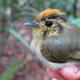 One of the small Amazonian birds the team recently studied.